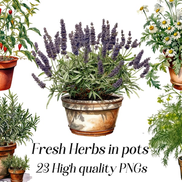 Clipart di erbe fresche dell'acquerello, 23 PNG di alta qualità, giardino delle erbe, clipart di cucina, clipart di cucina, erbe culinarie png, grafica stampabile