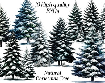 May include: Ten high-quality PNG images of snow-covered pine trees, perfect for winter-themed designs.  The trees are rendered in a realistic style with varying shades of green and blue.