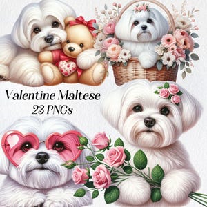 Clipart maltais de la Saint-Valentin, clipart chien aquarelle, png, floral maltais, chiot mignon, amour, coeurs, illustration numérique, graphiques imprimables