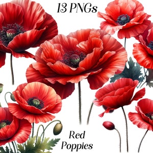 Imágenes prediseñadas de amapolas rojas de acuarela, 13 archivos PNG, imágenes prediseñadas de flores, flores rojas, flores silvestres de verano, ilustración botánica, flor con tallo
