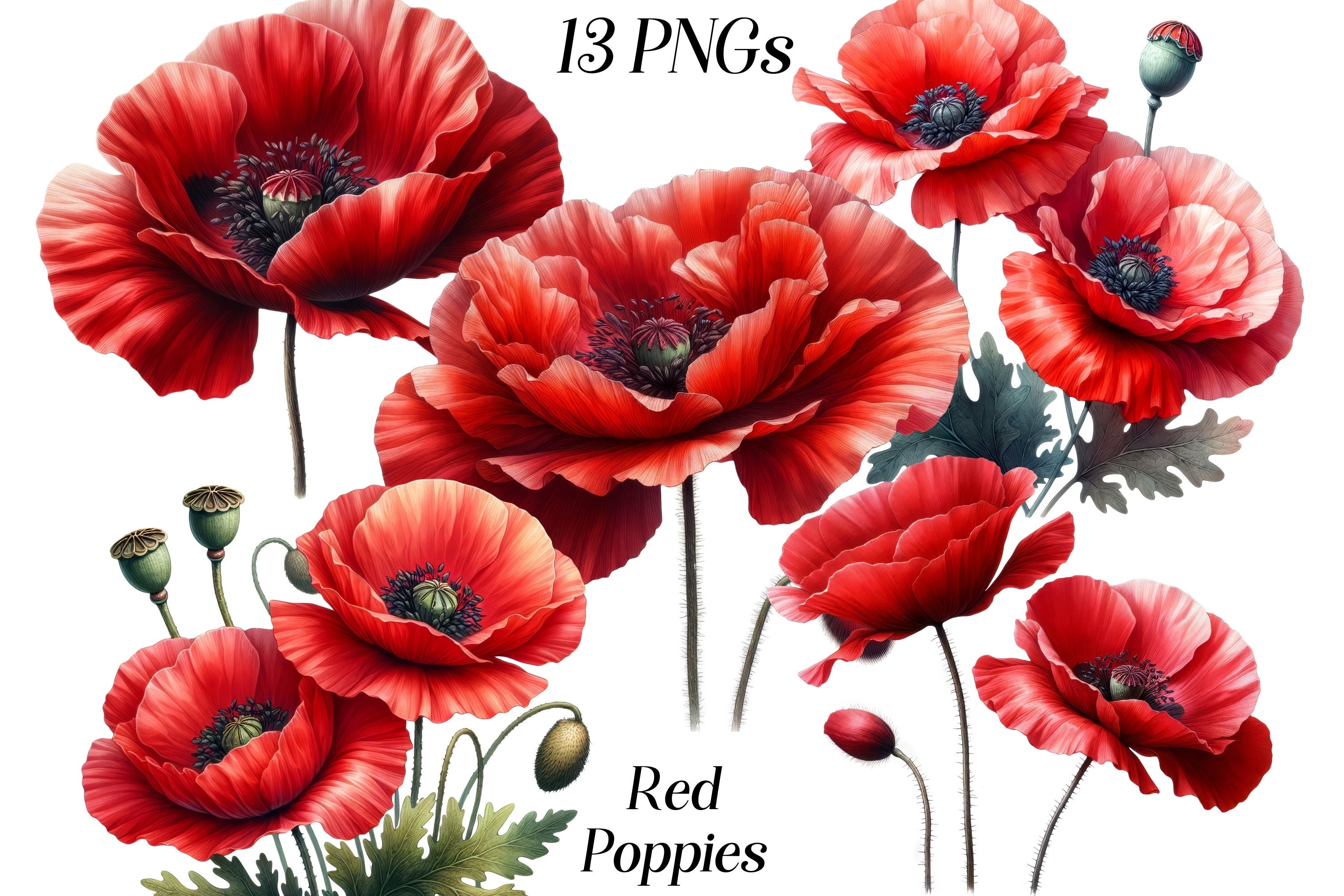 Watercolor Red Poppies Clipart: Floral PNG Set (Digital Download)