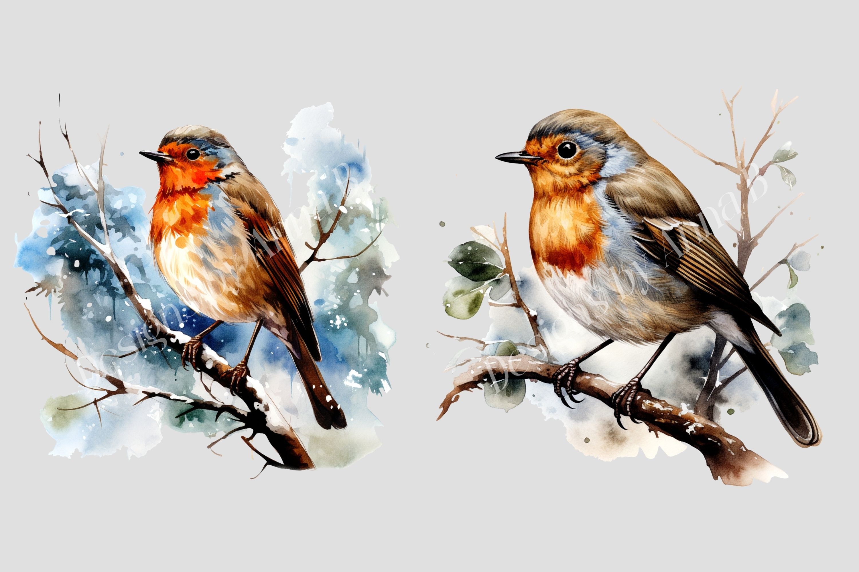 Watercolor Winter Robin Clipart: 10 PNG Bird Illustrations (digital ...