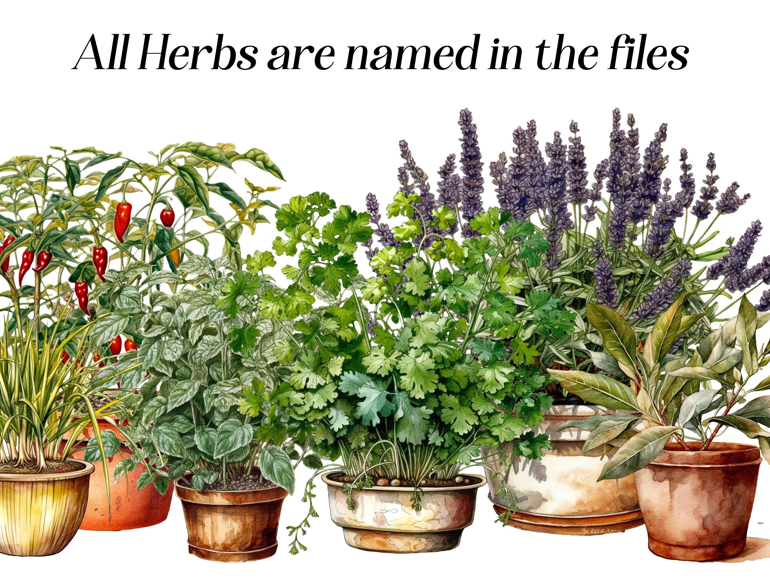 Watercolor Fresh Herbs Clipart 23 High Quality Pngs Herb Etsy Canada