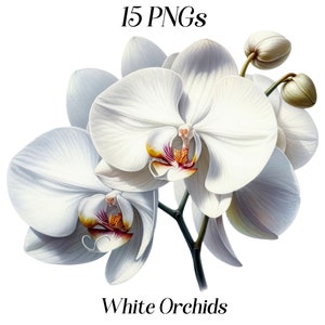 Aquarel witte orchideeën clipart, 15 PNG-bestanden, exotische bloemen, witte bloemen, botanische clipart, planten, bloemen illustraties, afdrukbare afbeeldingen