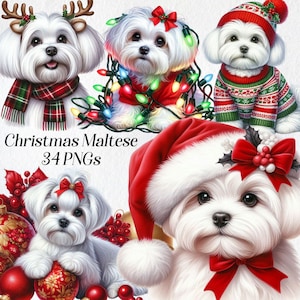 Kerst Maltese clipart, aquarel Maltese illustraties, png, feestelijke hondenrassen, witte puppy illustratie, wintervakantie, xmas graphics