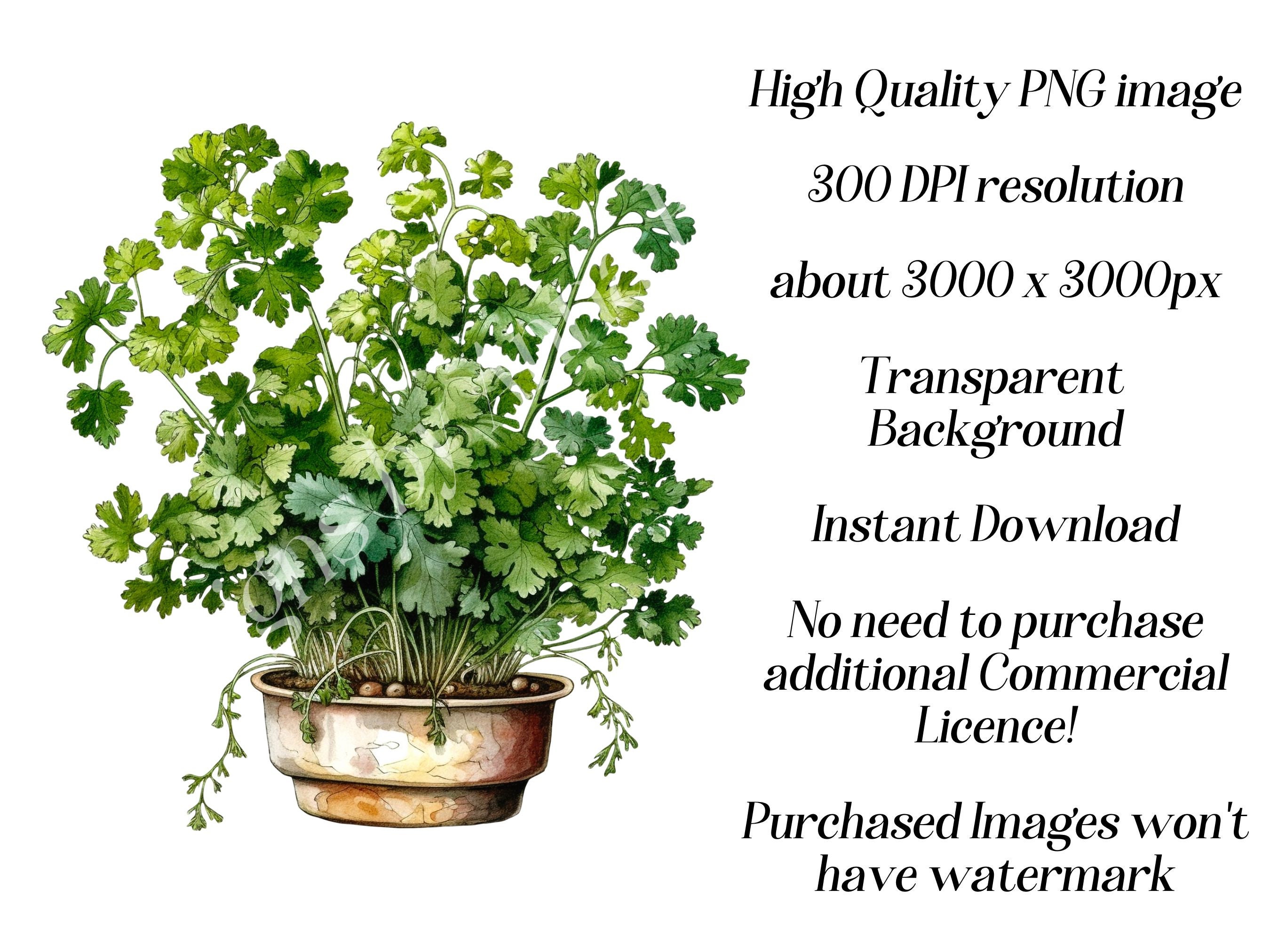 Watercolor Fresh Herbs Clipart 23 High Quality Pngs Herb Etsy