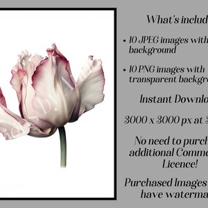 May include: A single pink and white tulip with a ruffled edge, photographed against a white background. The image is high resolution and perfect for digital projects.