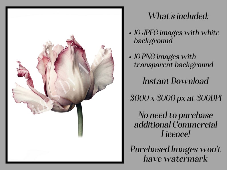May include: A single pink and white tulip with a ruffled edge, photographed against a white background. The image is high resolution and perfect for digital projects.
