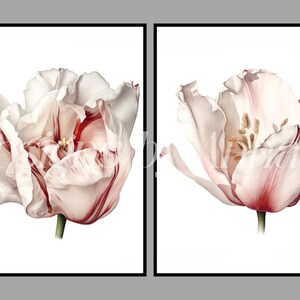 May include: Two white tulips with red stripes on the petals. The tulips are isolated on a white background.