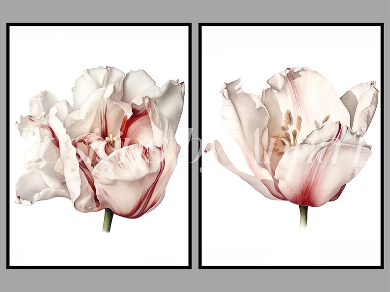 May include: Two white tulips with red stripes on the petals. The tulips are isolated on a white background.
