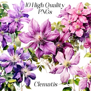 Watercolor Clematis Clipart: Floral PNG Files (300 DPI)