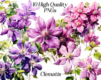 Watercolor Clematis Clipart: Floral PNG Files (300 DPI)