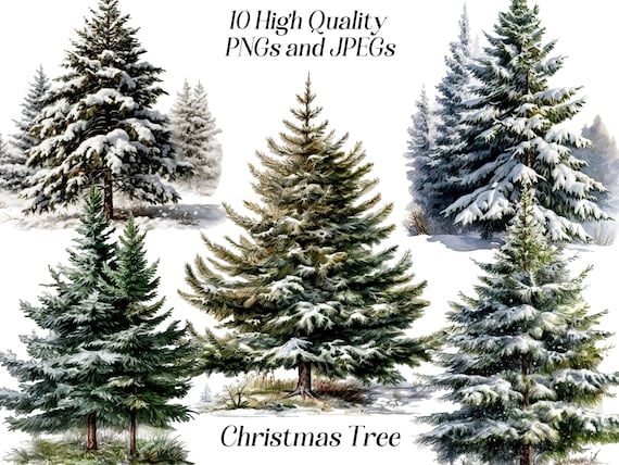 Watercolor Christmas Tree Clipart: Winter Pine Tree Illustration (JPEG, PNG)