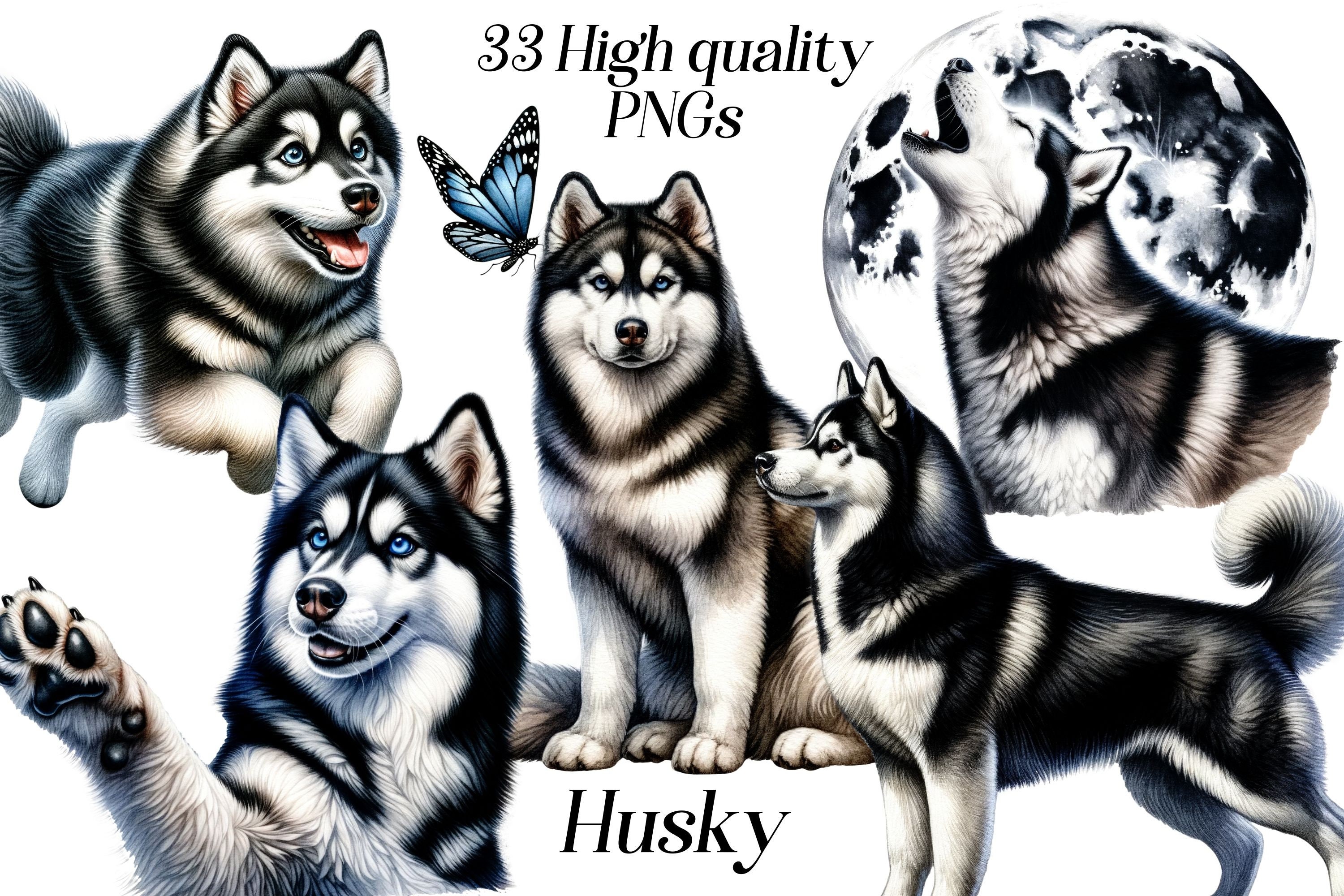 Husky Clipart, watercolor siberian husky clip art, png, cute husky, dog breeds, illustration, digital graphics, dog lover, printable images
