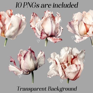 May include: Five watercolor illustrations of white and pink tulips with red stripes. The tulips are isolated on a gray background.