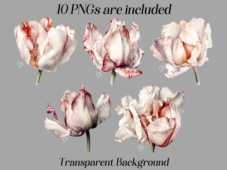May include: Five watercolor illustrations of white and pink tulips with red stripes. The tulips are isolated on a gray background.