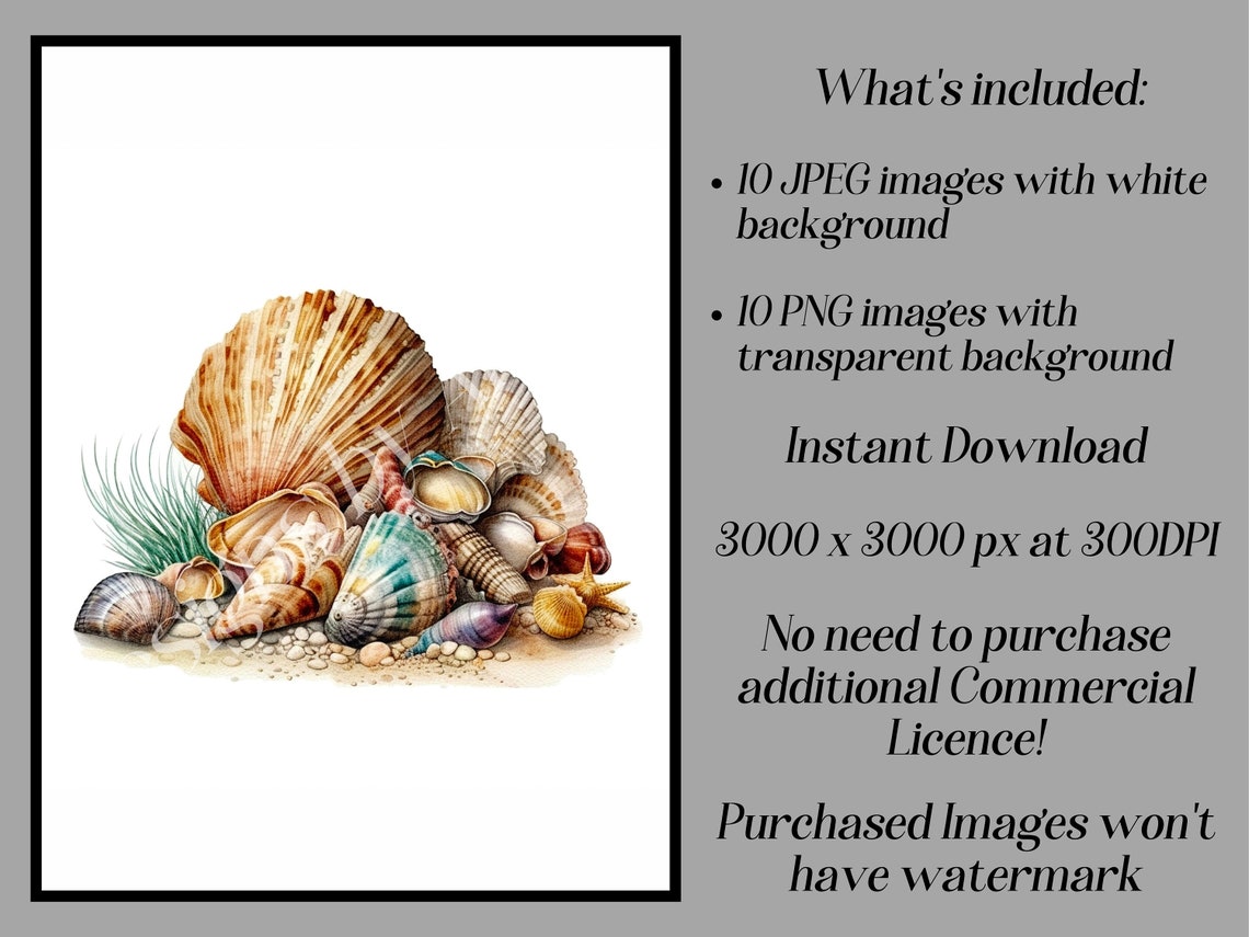 Watercolor Seashells Clipart: Nautical JPEG & PNG Files (digital ...