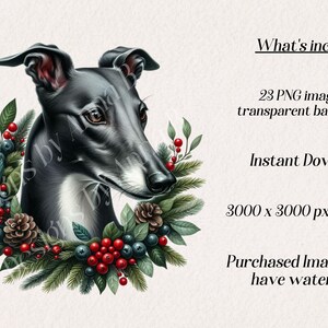 May include: A black and white Greyhound dog with a white chest, wearing a Christmas wreath with red berries, green leaves, and pine cones. The wreath is around the dog's head and neck. The background is white.