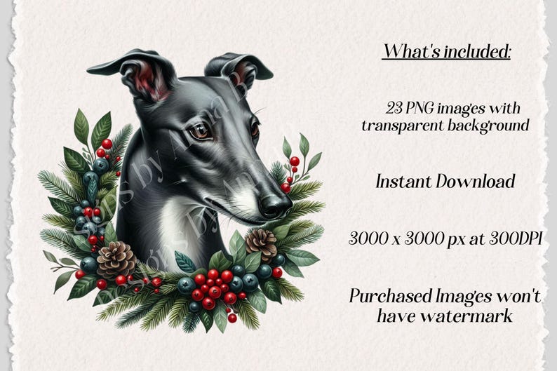 May include: A black and white Greyhound dog with a white chest, wearing a Christmas wreath with red berries, green leaves, and pine cones. The wreath is around the dog's head and neck. The background is white.