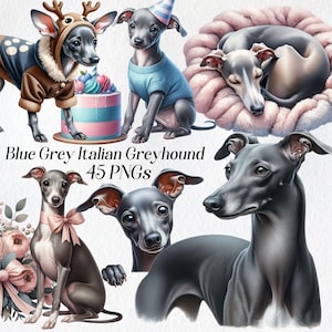 Clipart di levriero italiano grigio blu, clipart di cane acquerello, png, levriero di Natale, compleanno, floreale, cane di Pasqua, razze di cani, digitale
