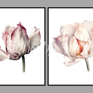 May include: Two watercolor paintings of pink and white tulips with a white background. The tulips are in bloom and have a delicate, ruffled appearance.