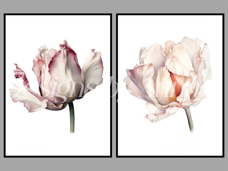 May include: Two watercolor paintings of pink and white tulips with a white background. The tulips are in bloom and have a delicate, ruffled appearance.