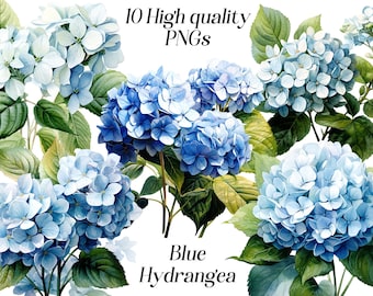 Watercolor Blue Hydrangea Clipart: Floral Illustration PNG Files (Digital Download)
