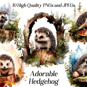 Clipart hérisson aquarelle, hérisson mignon, animaux de la forêt, créatures de la forêt, png, illustration, pépinière, téléchargement numérique, publicité