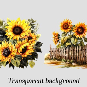 May include: A watercolor painting of sunflowers in a bouquet and a row of sunflowers growing by a wooden fence. The background is a light gray.