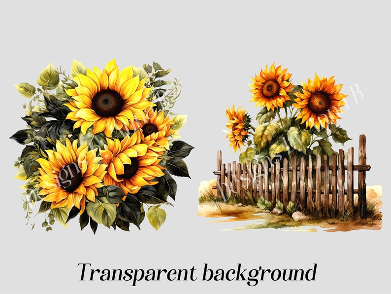May include: A watercolor painting of sunflowers in a bouquet and a row of sunflowers growing by a wooden fence. The background is a light gray.