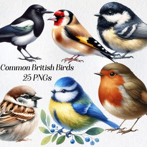 Common British Birds Clipart - UK Birds PNG Set, Hand-Draw Garden Birds, British Wildlife Digital Art, Birdwatching Clipart