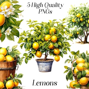 Imágenes prediseñadas de limones en acuarela, imágenes prediseñadas de limón, png, ilustración de frutas cítricas, gráficos imprimibles, descarga digital, uso comercial