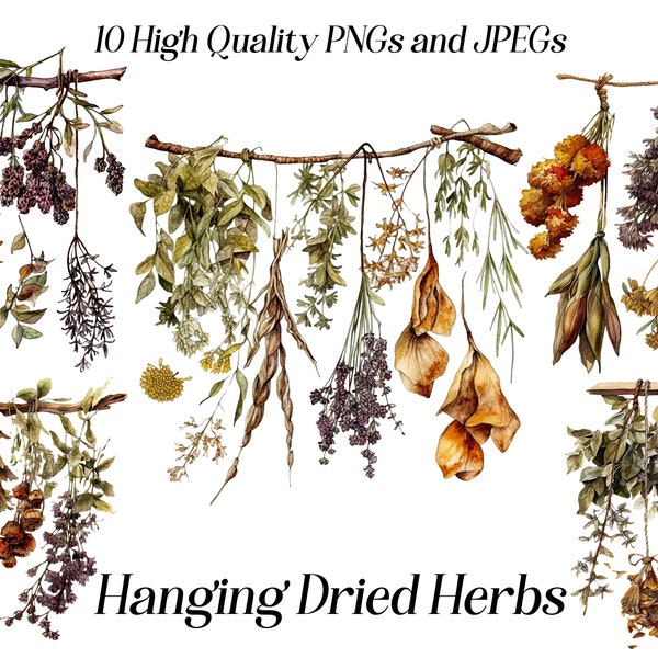 Watercolor dried herbs clipart, 10 High quality JPEG and PNG files, kitchen clipart, cottagecore clipart, culinary herbs, cottage clipart