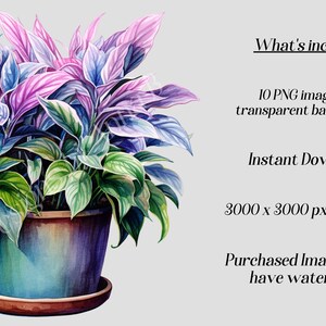 May include: A watercolor painting of a potted plant with purple and green leaves. The plant is in a brown pot with a saucer. The image is 3000 x 3000 pixels at 300 DPI.