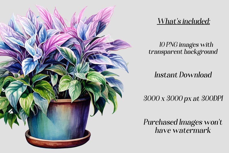 May include: A watercolor painting of a potted plant with purple and green leaves. The plant is in a brown pot with a saucer. The image is 3000 x 3000 pixels at 300 DPI.