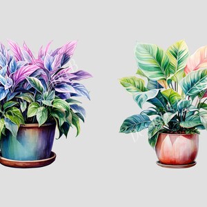 May include: Two potted plants with colorful leaves. The plant on the left has purple and green leaves, while the plant on the right has pink and green leaves.