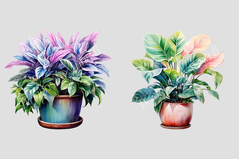 May include: Two potted plants with colorful leaves. The plant on the left has purple and green leaves, while the plant on the right has pink and green leaves.