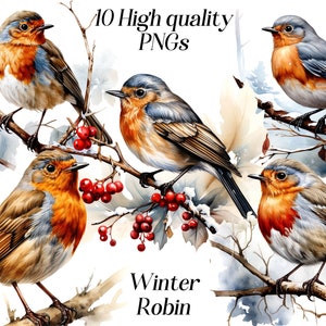 Aquarell Winter Rotkehlchen, 10 hochauflösende PNG Dateien, Weihnachtscliparts, Vogelillustrationen, druckbare Grafiken
