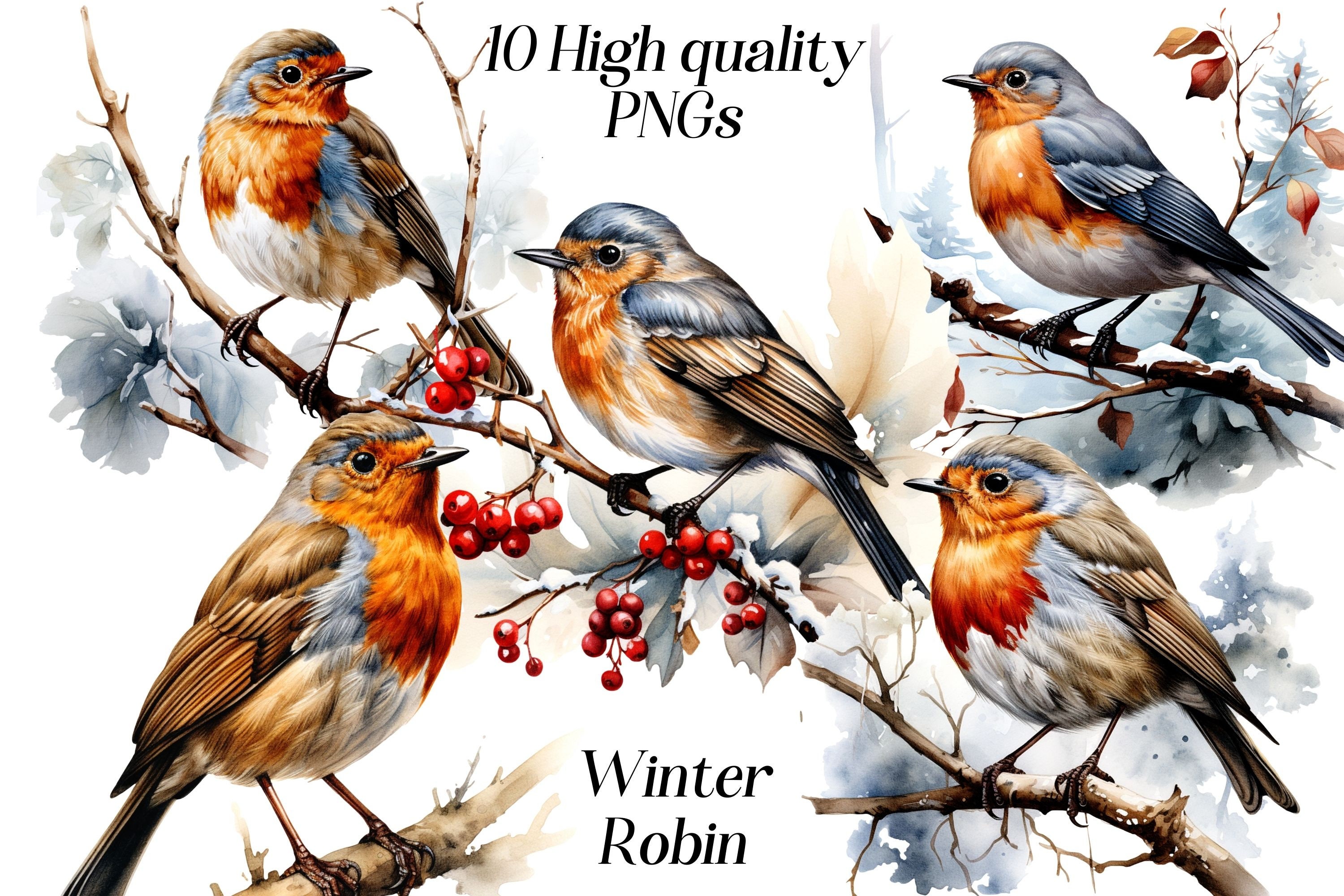 Watercolor Winter Robin Clipart: 10 PNG Bird Illustrations (digital ...