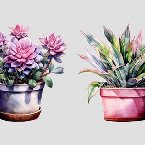May include: Two potted plants, one with pink and purple succulents and the other with green and white striped leaves. Both plants are in terracotta pots.