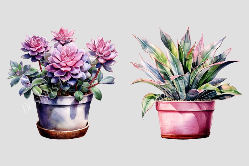 May include: Two potted plants, one with pink and purple succulents and the other with green and white striped leaves. Both plants are in terracotta pots.