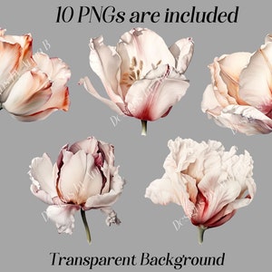 May include: Ten digital illustrations of pink and white tulips with a transparent background. The tulips are in various stages of bloom, with some fully open and others still closed.