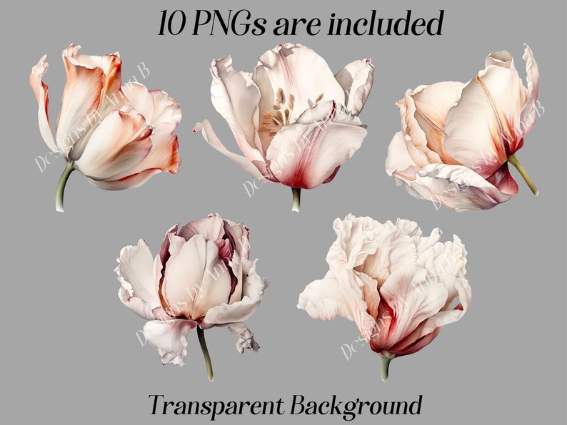 May include: Ten digital illustrations of pink and white tulips with a transparent background. The tulips are in various stages of bloom, with some fully open and others still closed.
