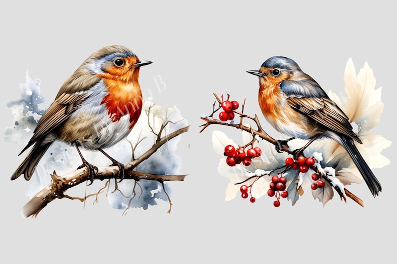 Watercolor Winter Robin Clipart: 10 PNG Bird Illustrations (digital ...