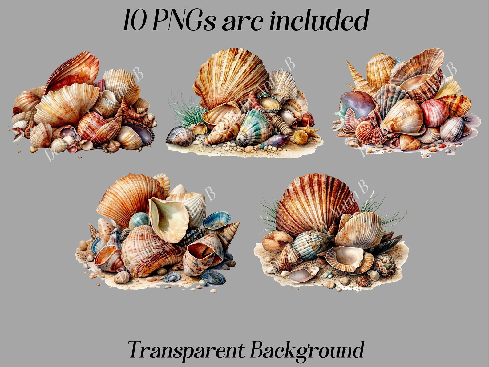 Watercolor Seashells Clipart: Nautical JPEG & PNG Files (digital ...