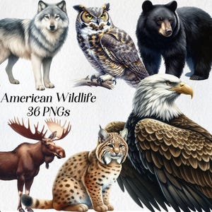 Clipart animalier américain - animaux des États-Unis PNG, Art de la faune d'Amérique du Nord, ensemble de cliparts animaux de la forêt, Illustration numérique de la nature
