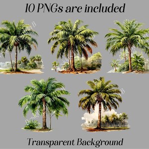 May include: Ten digital images of palm trees with a transparent background. The images are in a watercolor style and feature lush green foliage.
