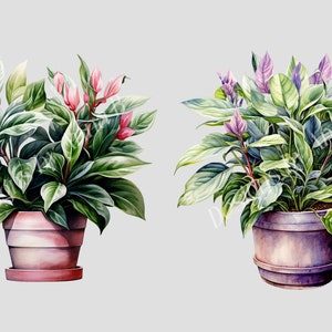 May include: Two potted plants with green leaves and colorful flowers. The plant on the left has pink flowers and the plant on the right has purple flowers.