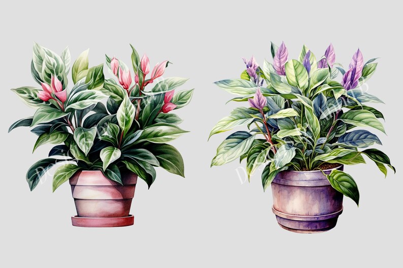 May include: Two potted plants with green leaves and colorful flowers. The plant on the left has pink flowers and the plant on the right has purple flowers.