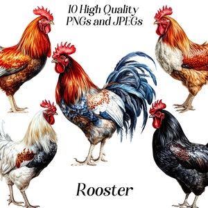 Aquarel haan clipart, 10 hoge kwaliteit jpeg- en png-bestanden, boerderijdieren, vogel, illustratie haan, afdrukbare afbeeldingen